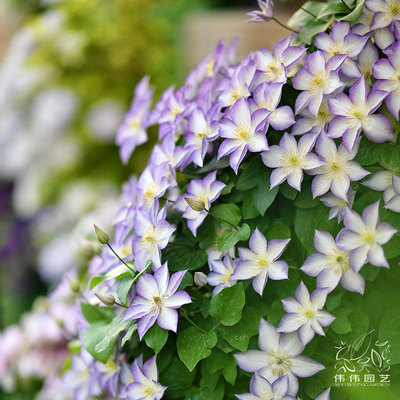 伟伟园艺铁线莲幸运符