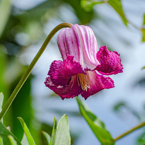 勤花耐热度夏好养多季开花