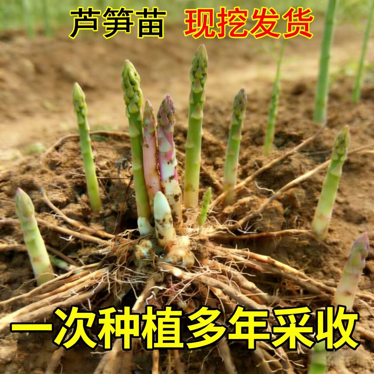 芦笋种苗芦笋根苗四季种植多年生