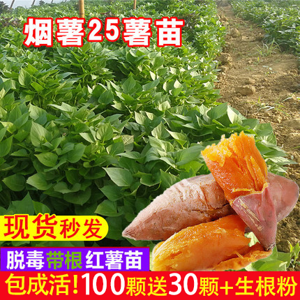 烟薯25号蜜薯糖心红薯苗种西瓜红食叶型板栗红薯苗红著地瓜秧苗秧