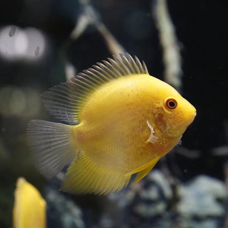 菠萝鱼活体金菠萝 喷点菠萝 红菠萝 菠萝鱼苗 淡水鱼观赏鱼热带鱼