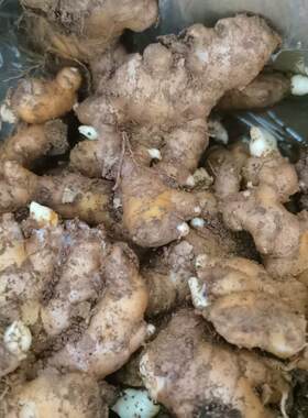 高山小黄姜老姜种批发发芽老姜带芽姜种子新鲜生姜种植