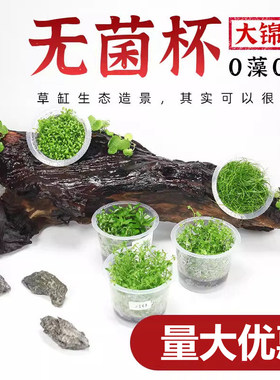鱼缸无菌杯迷你爬地天胡荽水草