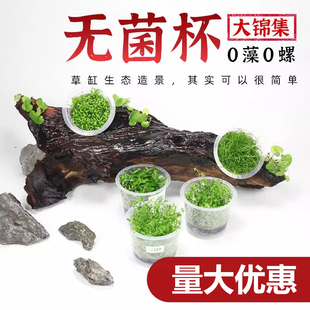鱼缸水草造景无菌杯植物日本迷你爬地矮珍珠高珍珠天胡荽前后宫延