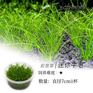 迷你牛毛毡水草无菌杯水草植物鱼缸造景水草前景草造景增氧阴性草