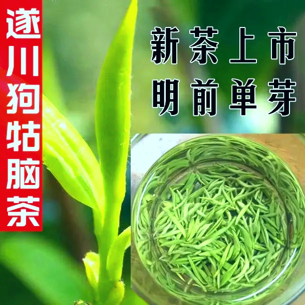 江西绿茶遂川狗牯脑茶2024早春新茶高山云雾甘甜爽口茶农直销包邮