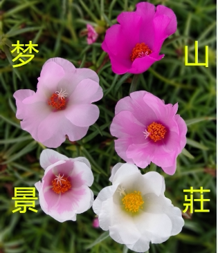 单瓣太阳花种子盆栽植物松叶牡丹图片