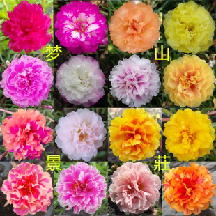 进口新品宿根重瓣太阳花苗松叶牡丹死不了天天开花小盆栽植物枝条