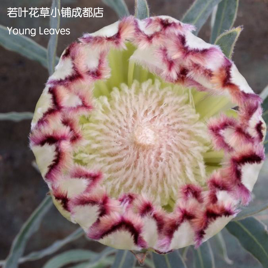 Princess flower Imperial Flower Lemon Lights Potted plant Protea Limelight Seedling Bush South Africa Banksiain the Flower delivery/Flowers simulation/Plants gardening , Flowers/Potted plants (New) , Flowers  category - from Buy2taobao.com to provide professional Taobao agent buy service