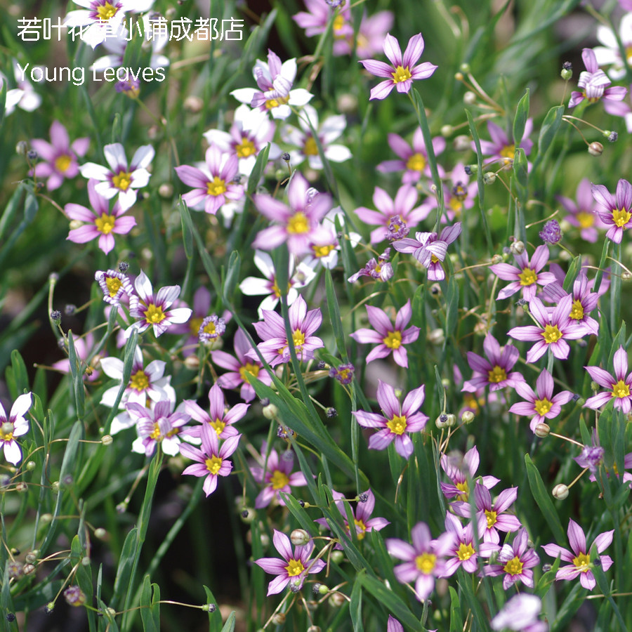 Sbike 识百客动植物商品速查