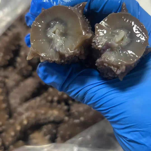 长海县即食海参秋季地播海参10斤