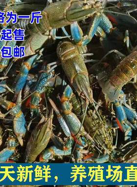 澳洲龙虾蓝龙小龙虾鲜活顺丰包邮