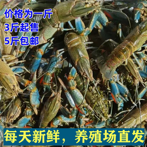 澳洲龙虾蓝龙小龙虾鲜活顺丰包邮
