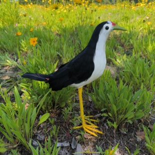 仿真白面水鸡模型白胸苦恶鸟白腹秧鸡假鸡羽毛工艺品摆件户外道具