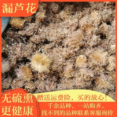 优质漏芦花干花中药材正品保证实物拍摄500克包邮漏芦干花