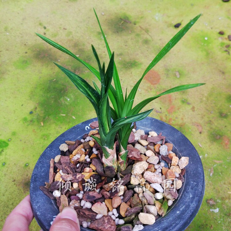 兰花 春剑 矮种 起皮奇叶 水晶龙 实拍1盆2苗合计1200