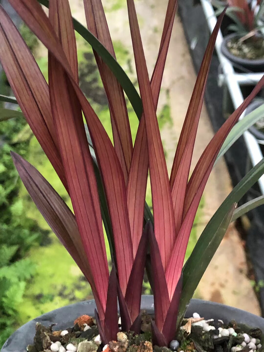 精品兰花建兰四季兰红草红荷壮苗花期带花苞