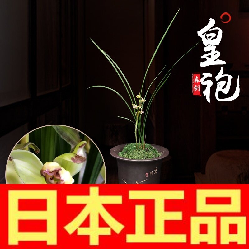 日本购稀有名品花卉兰花苗盆栽植物春剑黄袍兰草  春剑皇袍