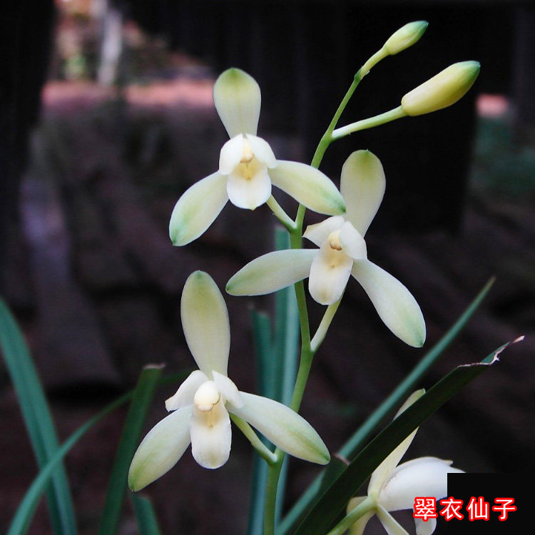 翠衣仙子兰花 四季建兰夏秋带花苞弄相关型盆栽小宫粉