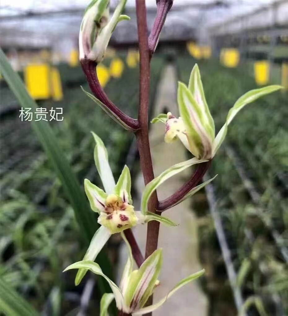 精品兰花寒兰扫尾艺~杨贵妃~花艺双全绿植花卉小盆栽名品带花苞