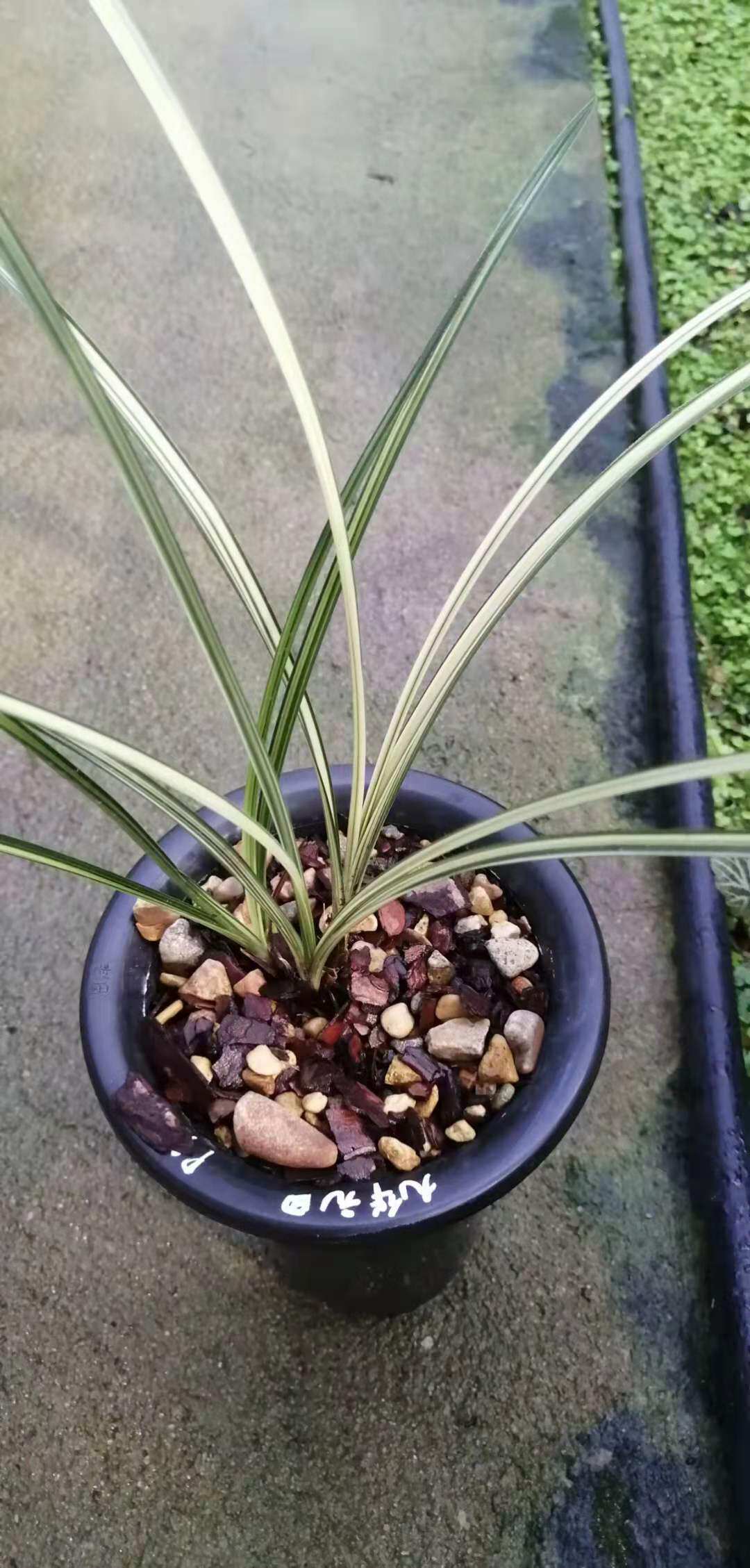 高级蕙兰线艺中透艺稀有品种九华元田开花超香室内草本花期带花