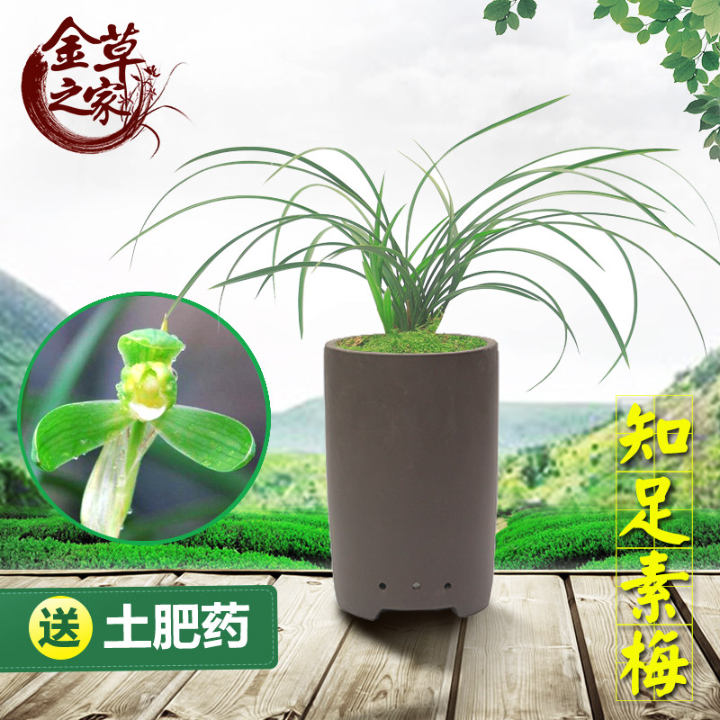 兰花苗 知足素梅 春兰名品老种梅瓣素心浓香绿植花卉 春季带花苞
