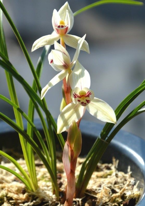 云南维西名品兰花苗盆景莲瓣兰【秀荷】浓香室内绿植花卉盆栽