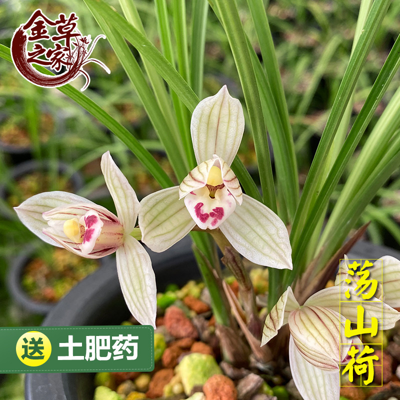 兰花苗 荡山荷 莲瓣兰铭品正格荷瓣细叶老种浓香花卉 冬季带花苞