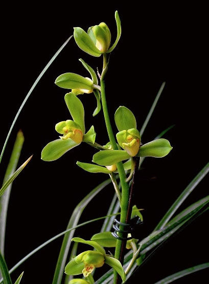 精品兰花蕙兰江南新极品 自然原生种 绿植花卉苗