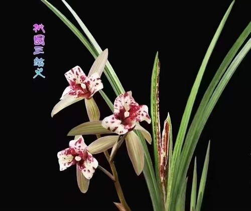 精品兰花春剑叶蝶三星蝶~桃园三结义~花期带花苞