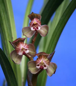 当年开花兰花苗盆栽好发货 春剑大邑梦圆 漏风漏雨自然栽培