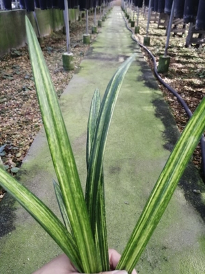 精品大叶墨兰虎斑～玉狮子～花虎斑绿植浓香兰花