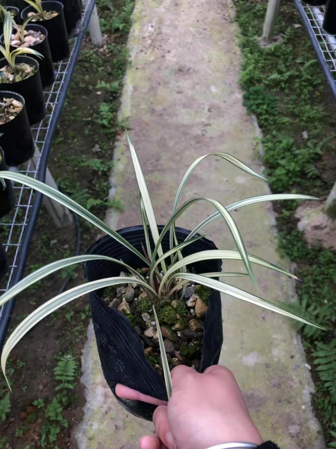 中透艺趣味植物盆栽兰花