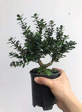 矮霸皱皮龙鳞黑珍珠黄杨小老桩桌面四季常青