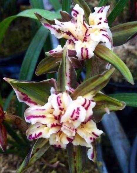 浙江自然老种兰花苗 春兰【金山银海】浓香绿植花卉园艺