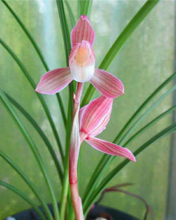 精品兰花莲瓣兰名品 人面桃花 实图拍摄