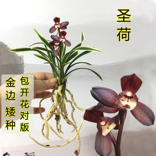 金边矮种兰花苗圣荷建兰春兰开花浓香花四季好养室内绿植盆栽花卉