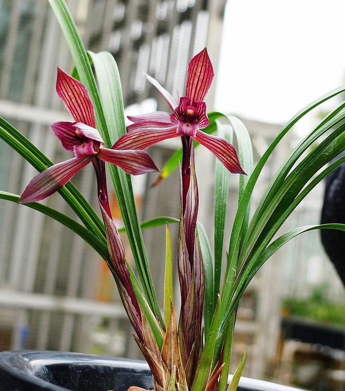 高品质兰花苗盆栽好发货 春兰刘三红 自然栽培假一赔十