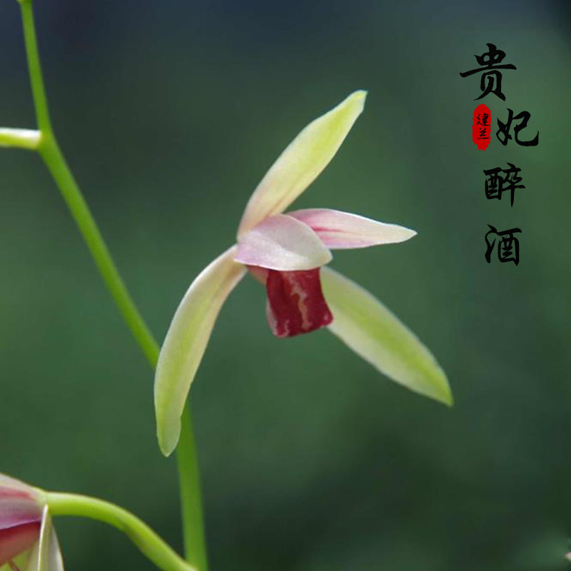 兰花贵妃醉酒 建兰四季兰 浓香花卉办公室茶室绿植盆栽易养活包邮
