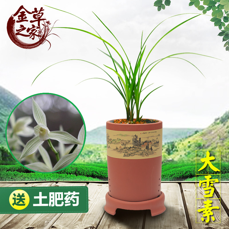 兰花苗 大雪素 莲瓣兰名品老种经典素心浓香绿植花卉 冬季带花苞