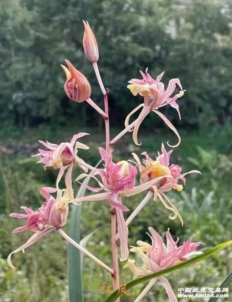 精品兰花浓香寒兰~红凤奇花~带花苞