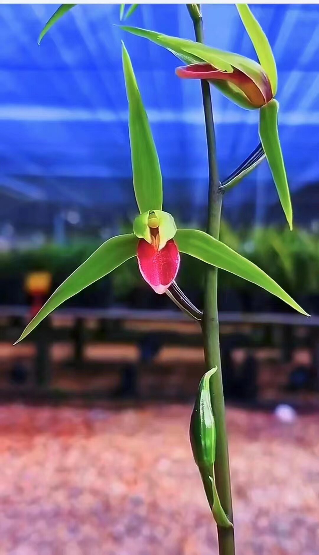 精品兰花~寒兰色花~雪中红~株型漂亮~花期带花苞