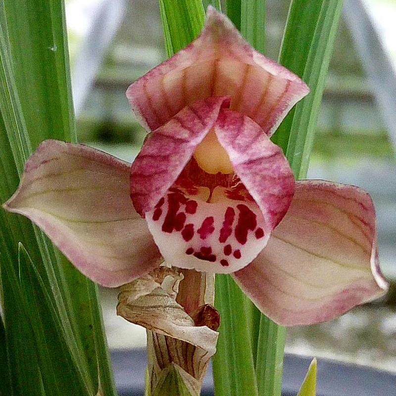 正品四川兰花苗无花苞铭品春剑红花荷瓣大红荷原生种自然栽培浓香