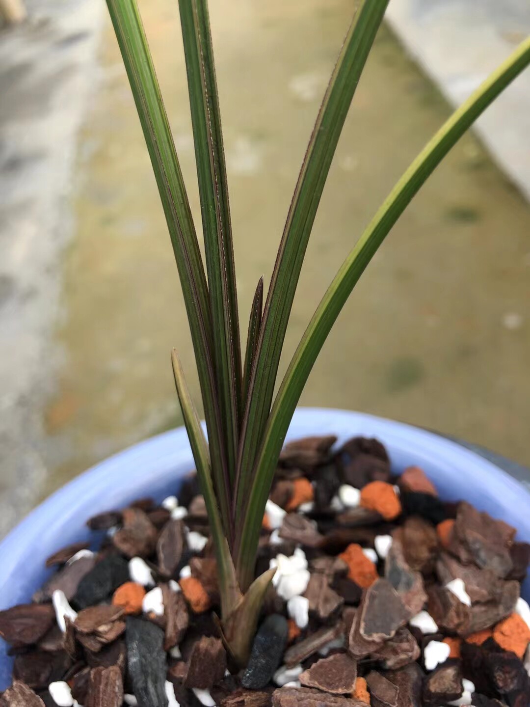 精品兰花蕙兰红香妃金边进化艺