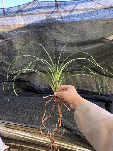 精品兰花老种秋芝～飘雪～室内绿植花卉新手名品兰花苗