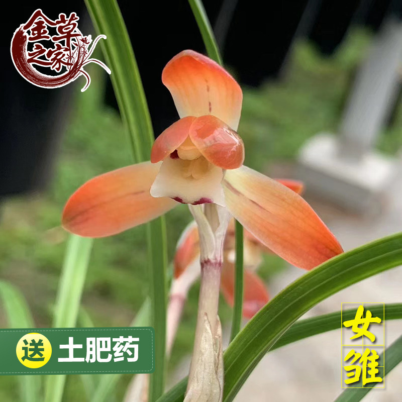 兰花苗 女雏 春兰铭品矮种细叶色花红花朱金花老种浓香冬季带花苞