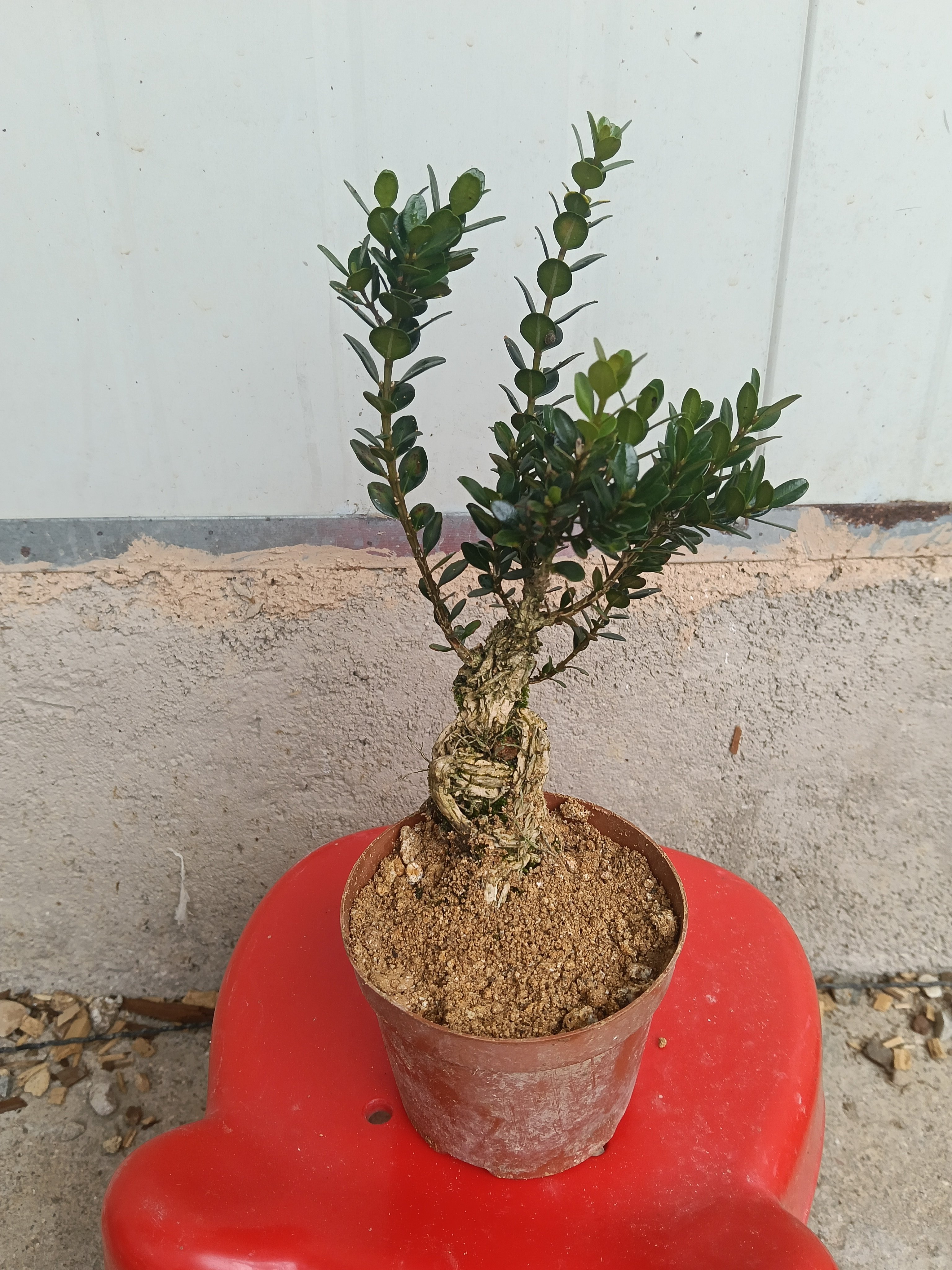 皱皮骨架的龙鳞黑珍珠黄杨小老桩