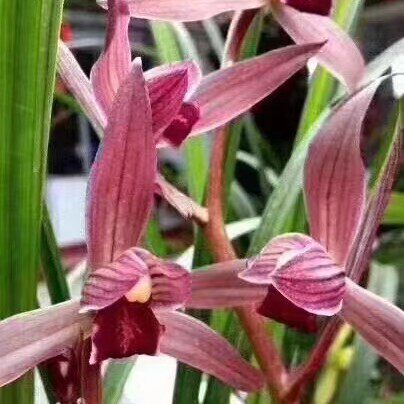 精品兰花春剑色花～九龙红素～浓香花卉室内好养绿植包邮