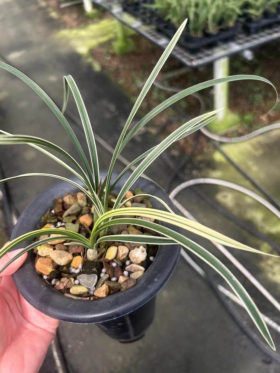 精品兰花蕙兰线艺中透艺花期带浓香花苞