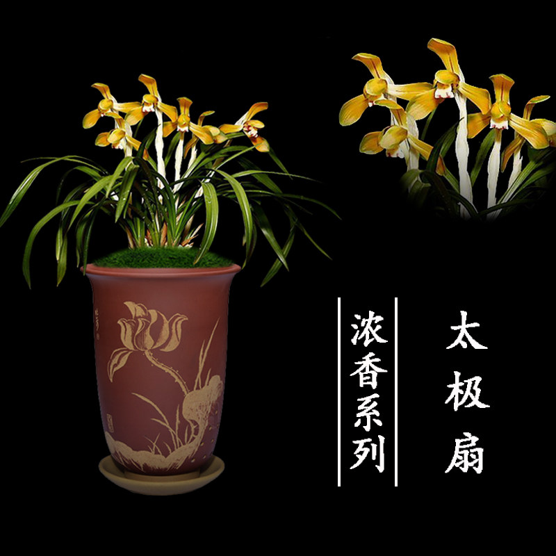 兰花苗无花苞盆栽植物名贵春兰太极扇浓香客厅名贵好养花卉绿植
